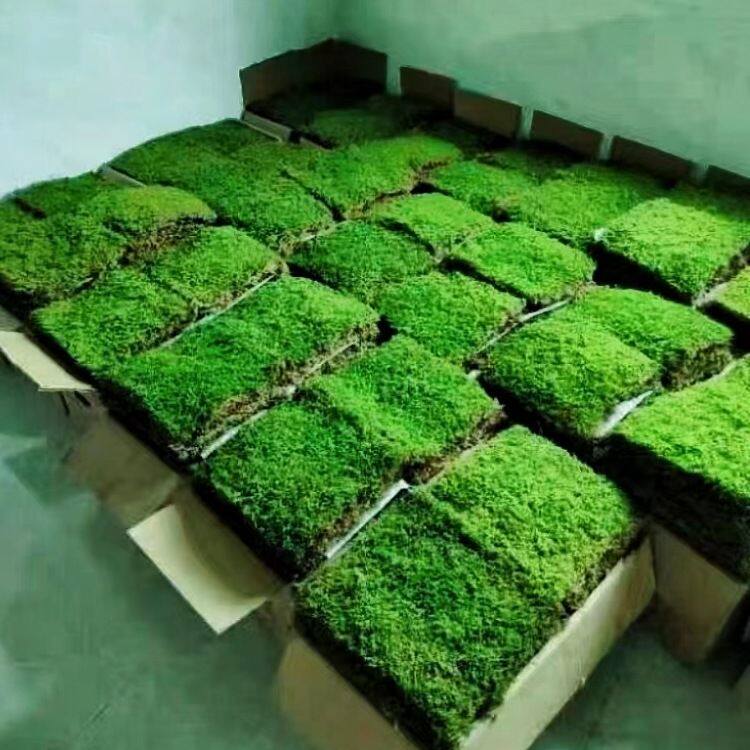 苔藓 植物鲜活日式庭院 园林绿化微景观 大灰藓盆栽铺面假山绿化