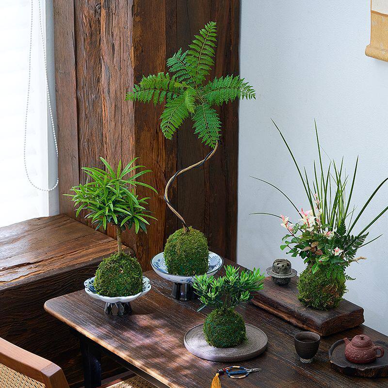 苔藓球DIY办公室盆栽创意迷你桌面植物水陆造景室内雨林花卉网纹