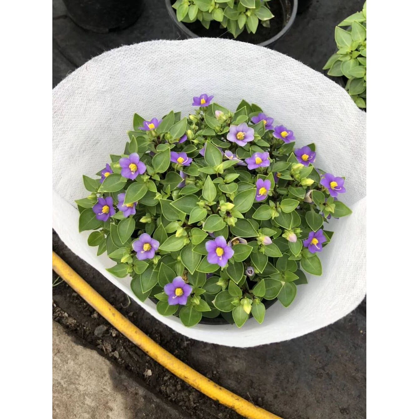 无纺布菊花盆栽套袋梯异形棉袋盆景多肉包装袋无纺布套袋
