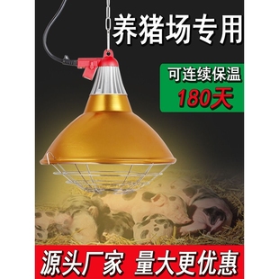 保温灯罩猪用养殖取暖灯灯育雏宠物兽用加热控温养猪场专用保温灯