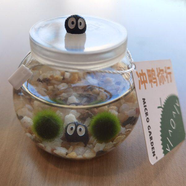 马生日礼物水培物微景观生态瓶里莫水草闺蜜植物养球送海藻小宠