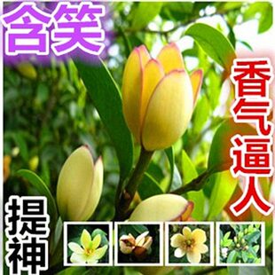 香植物花卉外盆栽 含笑 芳室内树苗庭院 盆栽绿 含笑常阳台四季