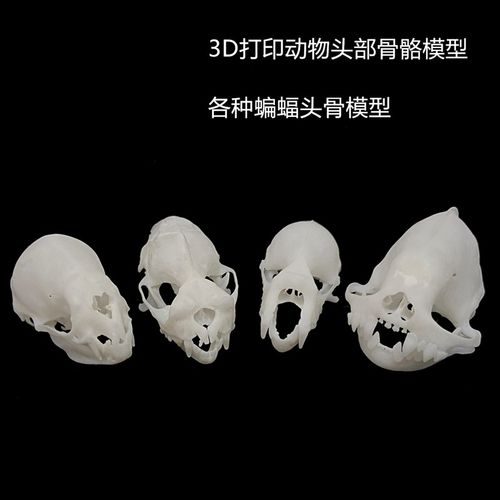新款3D打印动物骨骼标本高精度模型光敏树脂摆件装饰礼物收藏定制