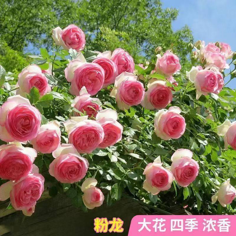 藤本爬藤蔷薇月季花苗特大花浓香庭院植物室内花卉盆栽玫瑰四季开,鲜花速递/花卉仿真/绿植园艺,月季/蔷薇/玫瑰,淘宝优惠券,粉丝福利购,淘宝优惠卷
