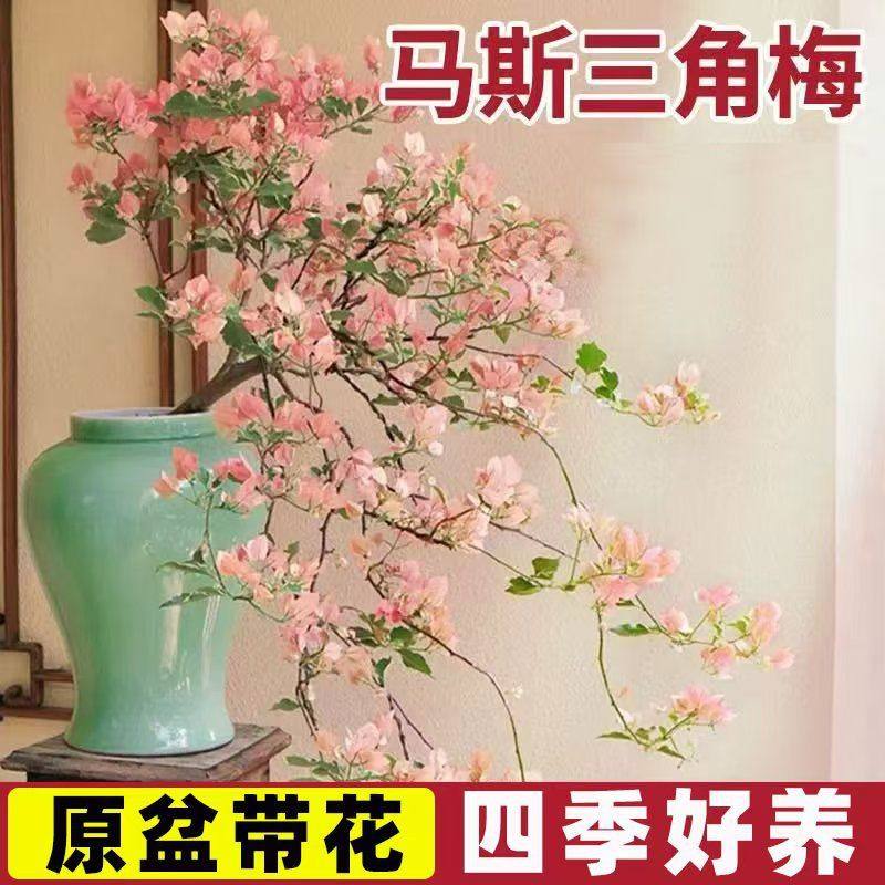 马斯三角梅盆栽带花大苗重瓣带花阳台庭院爬藤植物绿樱大苗植物,鲜花速递/花卉仿真/绿植园艺,绣球/木绣球/木本植物,淘宝优惠券,粉丝福利购,淘宝优惠卷