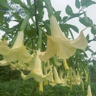 木本曼陀罗花白色黄色粉红色花卉绿植天花曼珠沙华彼岸花小盆栽