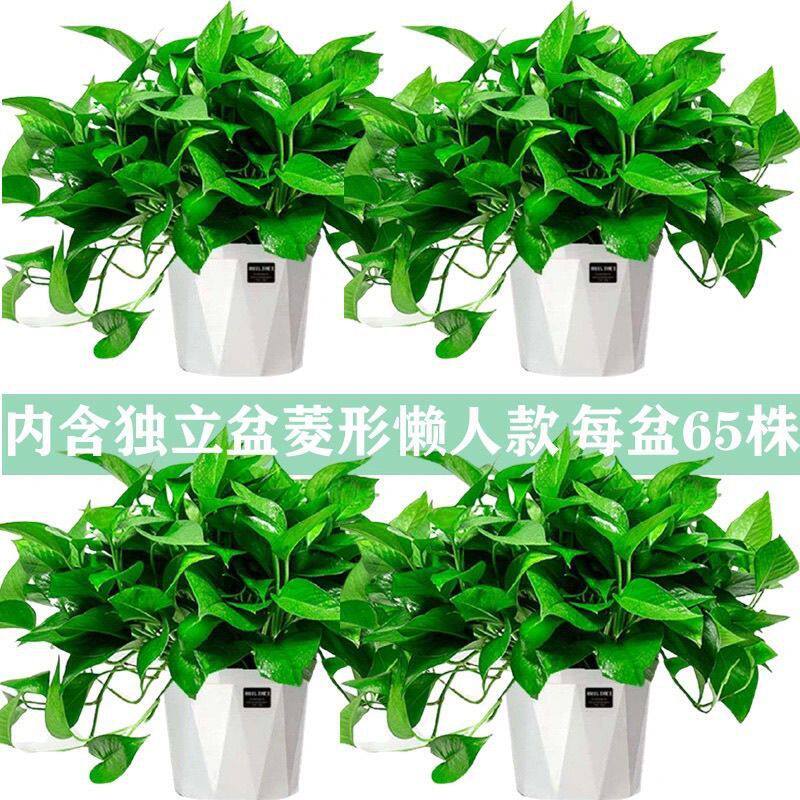 绿萝花卉盆栽除甲醛吊兰办公室客厅水培植物室内长藤 绿箩包邮