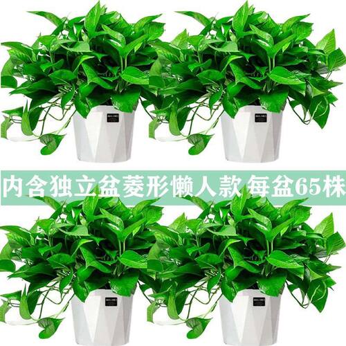 绿萝花卉盆栽除甲醛吊兰办公室客厅水培植物室内长藤 绿箩包邮