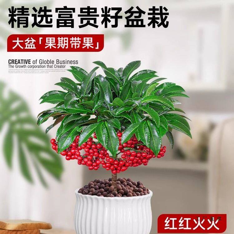 富贵籽盆栽万两植物带果子红果客厅室内好养懒人花卉绿植