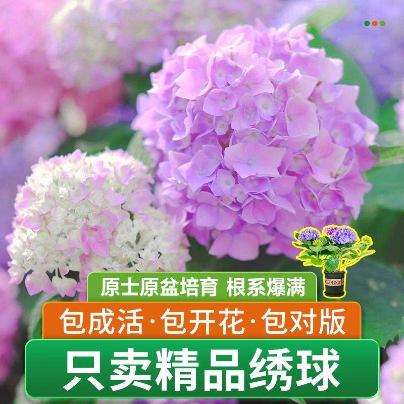 木绣球树苗盆栽花苗懒人好养无尽阳台庭院花手鞠四季开花绿植花卉