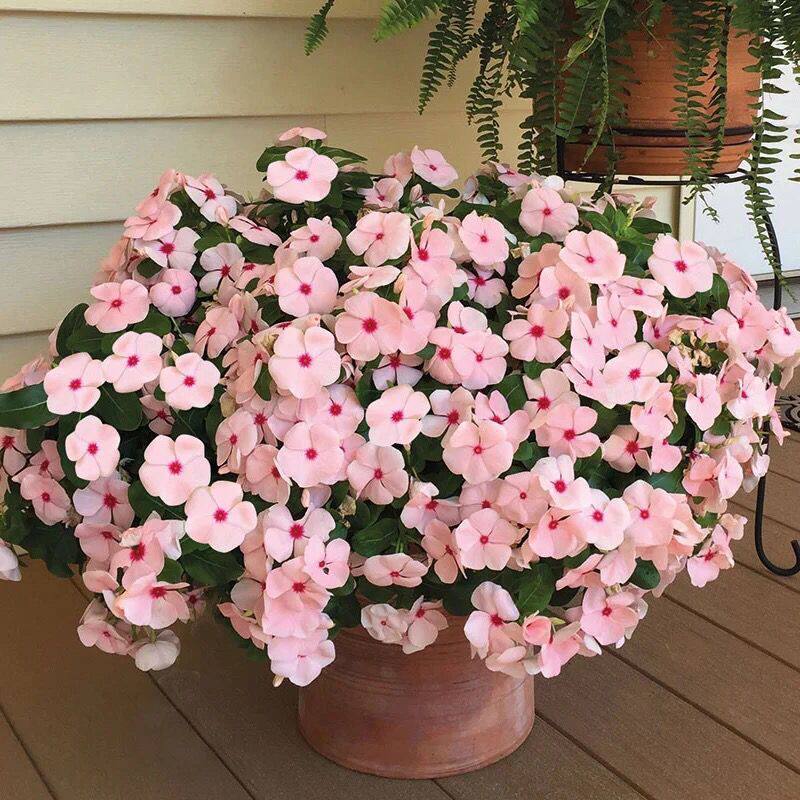 长春花紫荆花盆栽带花苞阳台庭院楼顶好养四季开花不断带花发货