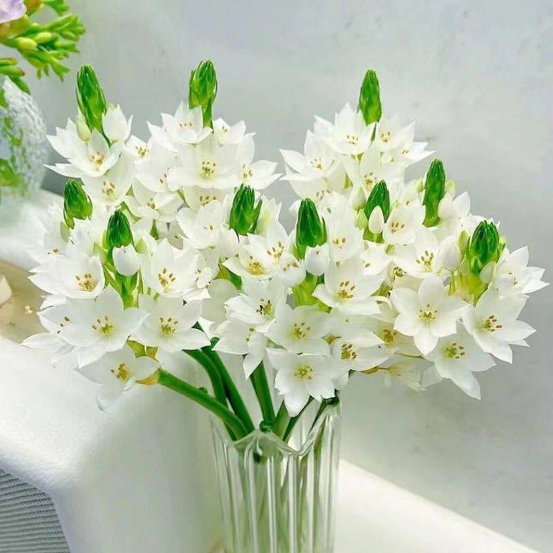 雀梅鲜花圣心百合天鹅绒水养办公室内家用客厅水培鲜切花基地直发