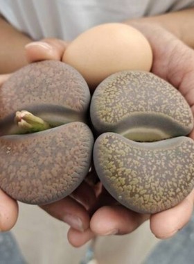 多肉超大母本 超大日轮玉 比鸡蛋大的日轮玉 母本日轮玉懒人办公