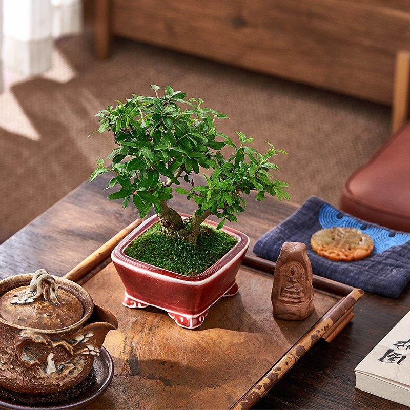 小叶石榴盆栽老桩矮霸盆景室内茶室微型矮化植物好养耐活绿植花卉