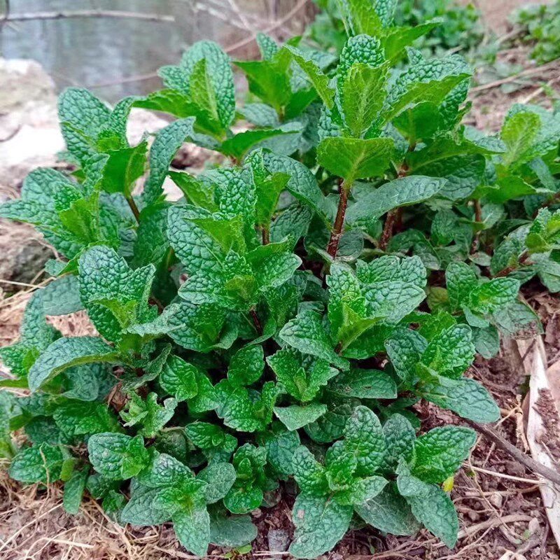 河南十香菜苗捞面条调蒜汁配料鱼香菜食香菜绿植留兰香盆栽薄荷叶