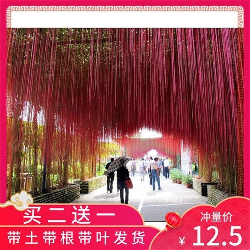 庭院阳台爬藤植物锦屏藤苗 珠帘藤 一帘幽梦 龙须藤 车棚遮阴常绿