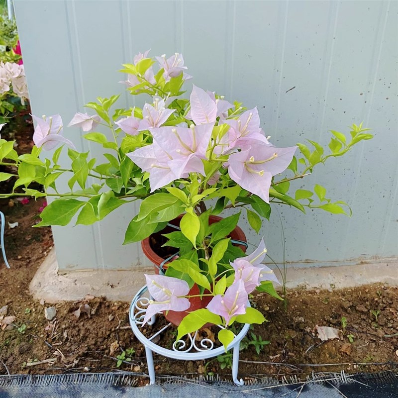 粉天使三角梅老苗带盆四季开花阳台庭院可爬藤打造高飘造型花卉