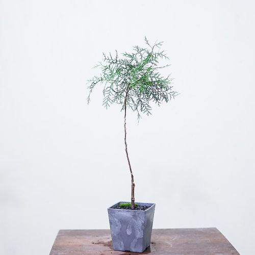 【壹】 带盆栽好绿植 精品植物 盆景 小造景