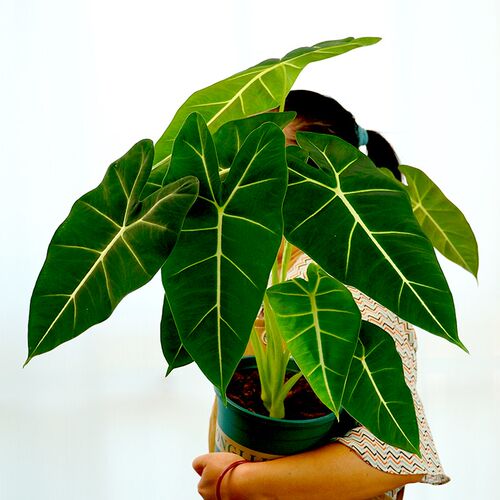 绿天鹅绒海芋室内客厅耐阴好养绿植盆栽北欧风热带观叶大叶植物