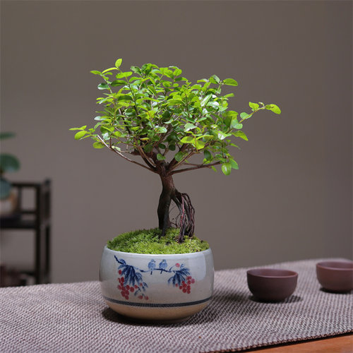老桩雀梅小盆景栽绿植物书房茶桌面禅意好养办公室内喜阳植物净化