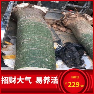 超大型发财树绿植室内盆栽花卉办公室土培植物绿萝好养富贵竹多肉