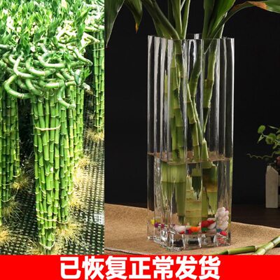 养富贵竹的玻璃花瓶观音竹转晕竹龙竹大号花器四方直筒落地摆件