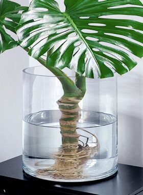 透明敞口水培器皿宽口特大号广口龟背竹花瓶口超大玻璃大口径阔