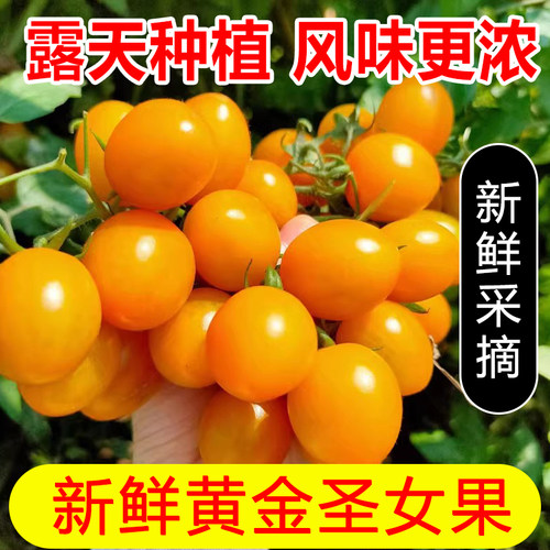 新鲜黄金圣女果5斤樱桃小番茄现摘自然熟酸甜黄皮西红柿水果包邮