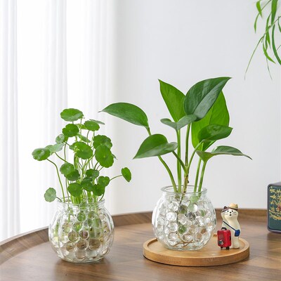 水培器皿创意玻璃花盆懒人水养植物瓶透明花器绿S萝铜钱草花瓶绿