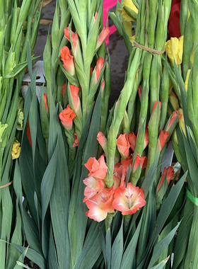 剑兰鲜花君子兰节节高绿色阳关粉唐菖蒲风信子鲜切花束.十三太保