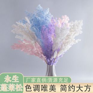 云南产永生蓬莱松干花花束diy材料客厅装饰摆件插花瓶包使用