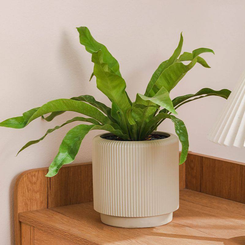 素烧陶瓷喷彩花盆透气吸水创意渐变色工艺条纹带托盘种植盆栽兰花,家居饰品,花盆,淘宝优惠券,粉丝福利购,淘宝优惠卷