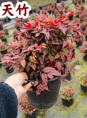 火焰南天竹盆栽树苗庭院观叶花卉绿植造景老桩花境植物搭配红天竹