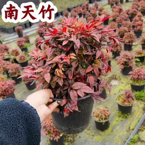 火焰南天竹盆栽老桩观叶地栽植物