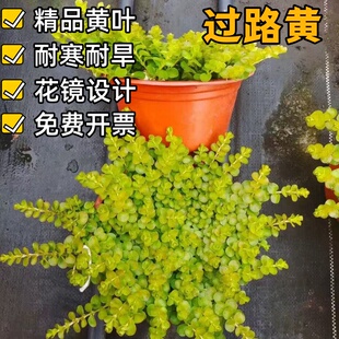 金叶过路黄打理少庭院绿化易养活花镜植物易打理耐热耐寒过路黄