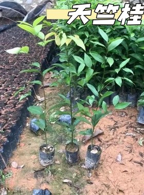 天竺桂大树绿篱成都工程苗木直销工地栽种树木造林造景行道树南方