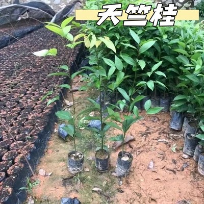 天竺桂大树绿篱行道树