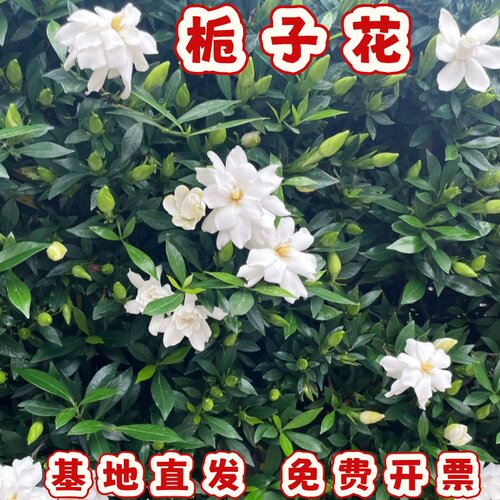 栀子花盆栽阳台庭院四季开好养