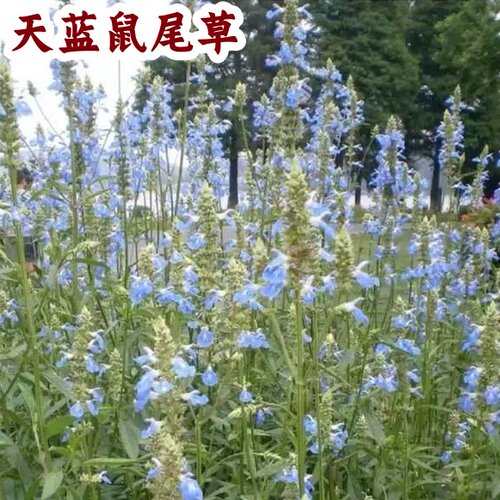 天蓝鼠尾草盆栽花苗庭院花镜造景耐热耐寒芳香花卉多年生宿根植物