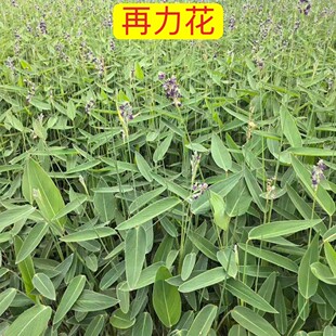 水生植物种子再力花净化水质池塘绿化湿地植物水竹芋种子水莲包邮