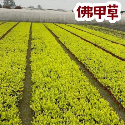 中华景天翠云草耐寒耐旱好养易活