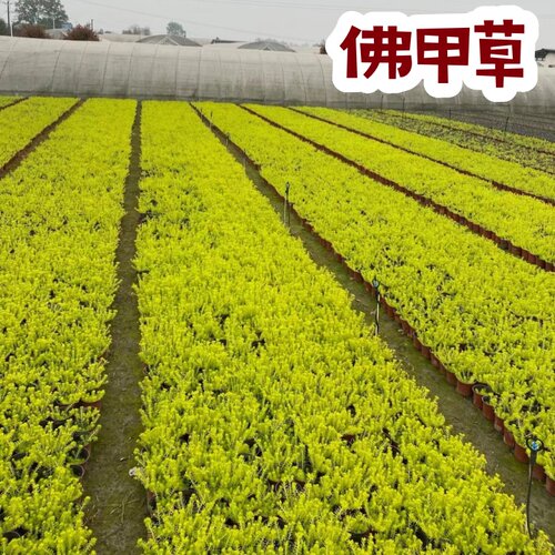 佛甲草中华景天翠云草耐旱活