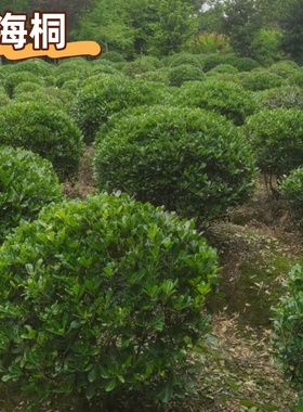 四季常青海桐树苗庭院绿化气味芳香海桐球耐寒植物行道围墙绿篱苗
