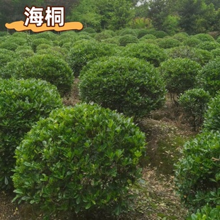 四季常青海桐树苗庭院绿化气味芳香海桐球耐寒植物行道围墙绿篱苗