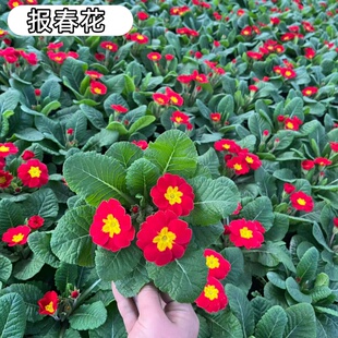 报春花盆栽带花苞迎春重瓣小苗耐寒冬季室内外四季花卉年宵花植物