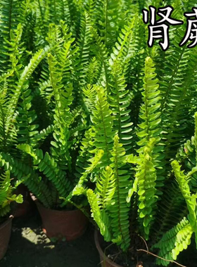 肾蕨盆栽多年生北欧风绿植