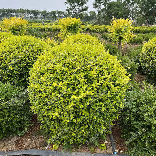 金叶女贞树球型植物小叶女贞球型造型树庭院绿化小叶女贞树苗带土