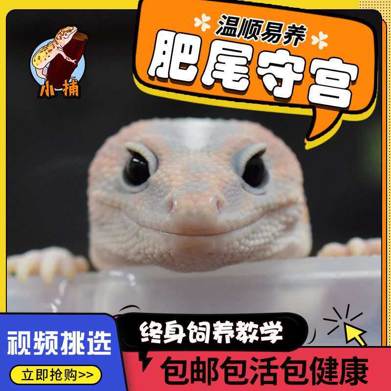 肥尾守宫豹纹蜥蜴新手入门懒人爬宠宠物温顺可爱龙傲天小火龙橘白