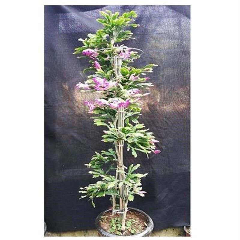 叶仙木麒麟嫁接蟹爪p兰仙人球仙人指假昙花砧木云南清禾园艺