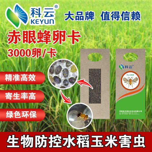 赤眼蜂卵卡天敌昆虫寄生蜂防治水稻玉米二化螟玉米螟棉铃虫秋粘虫